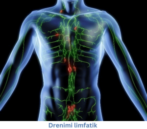 Drenimi limfatik